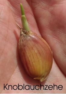 Knoblauchzehe