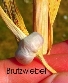 Brutzwiebel