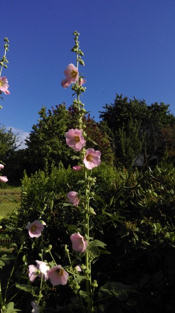 Stockrose