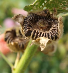 Stockrosensamen