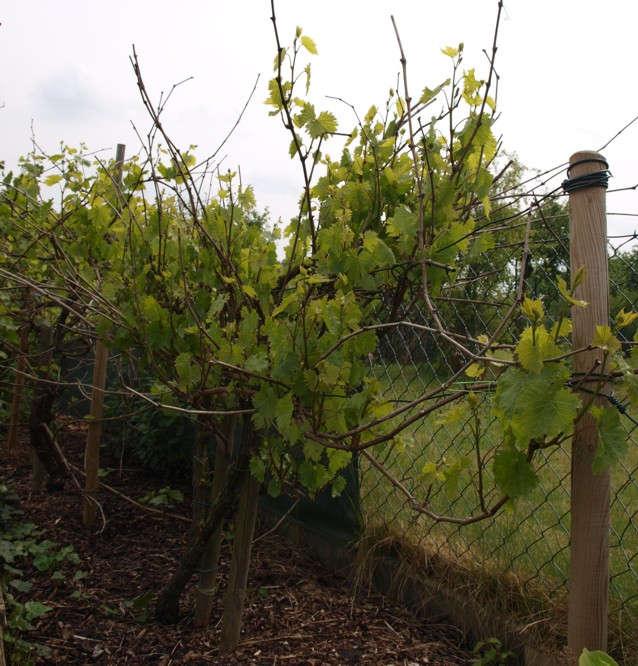 Wein